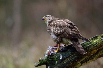 Maeusebussard mit Beute, Winter