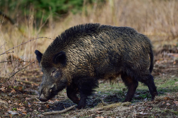 Schwarzwild, Keiler im Wald