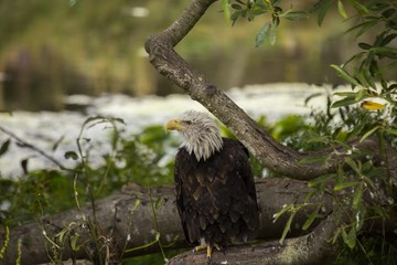 American Bald Eagle (Haliaeetus leucocephalus)