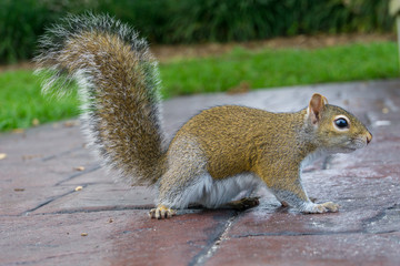 USA, Florida, Side view of a brown squirrel with upright tail and bushy fur