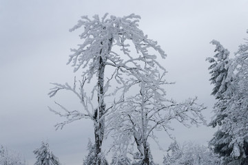Winter wonderland in Owl Mountains - Poland © Marek Durajczyk