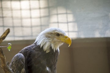 American Bald Eagle (Haliaeetus leucocephalus)