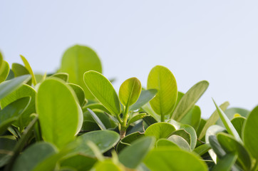 Obraz premium Green leaf with blue background