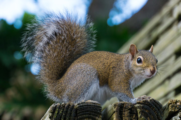 USA, Florida, Brown squirrel sitting on a bench looking to the side with upgright bushy tail