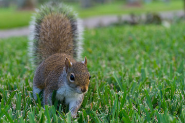 USA, Florida, Brown squirrel jumping through the grass of a meadow with tail upgright