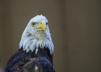 American Bald Eagle (Haliaeetus leucocephalus)