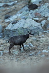 Rupicapra rupicapra. Wildlife of Italy. Autumn nature in the mountains. The beauty of Europe. Mountain views. Photo was taken in Italy. Gran Paradiso.Photo was taken in Italy. Gran Paradiso. 