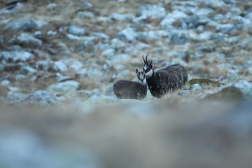 Rupicapra rupicapra. Wildlife of Italy. Autumn nature in the mountains. The beauty of Europe. Mountain views. Photo was taken in Italy. Gran Paradiso.Photo was taken in Italy. Gran Paradiso. 