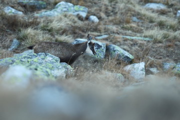 Rupicapra rupicapra. Wildlife of Italy. Autumn nature in the mountains. The beauty of Europe. Mountain views. Photo was taken in Italy. Gran Paradiso.Photo was taken in Italy. Gran Paradiso. 