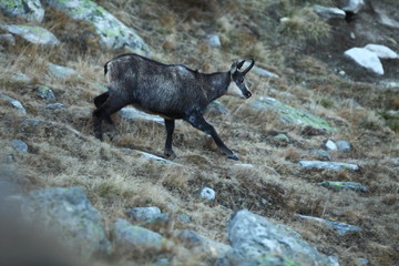 Rupicapra rupicapra. Wildlife of Italy. Autumn nature in the mountains. The beauty of Europe. Mountain views. Photo was taken in Italy. Gran Paradiso.Photo was taken in Italy. Gran Paradiso. 