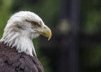 American Bald Eagle (Haliaeetus leucocephalus)