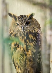 Eurasian Eagle-Owl (Bubo bubo)