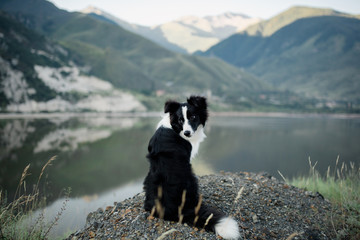 Bborder collie sitting on a bluff overlooking Lake District National Park