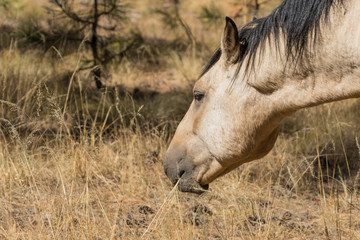 Wild Horse Close Up in Arizona