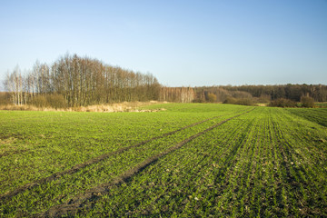 Fototapeta na wymiar Large green field and wheel tracks, forest and clear sky