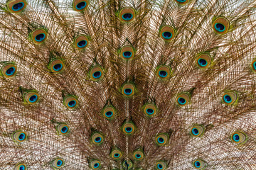 Obraz premium Close-up peacock feathers background