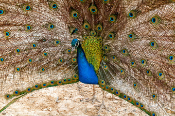 Obraz premium Beautiful peacock spreading its tail
