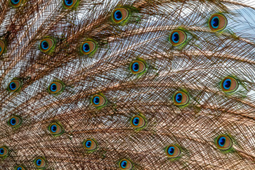 Obraz premium Close-up peacock feathers background