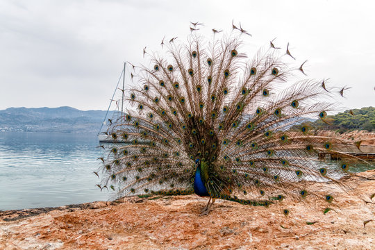 Peacock on the island Moni, Greece