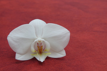 Orchidée sur plan de table