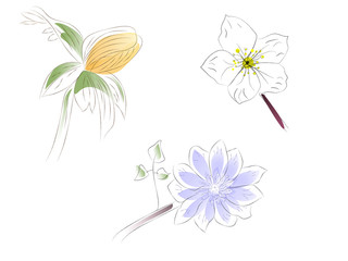 Herbarium Spring Flowers
