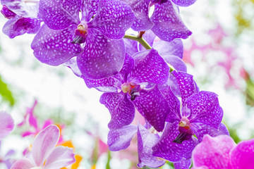 Abstract pattern of purple orchids, Vanda.