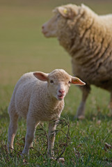 	Happy Lamb