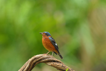 Obraz premium White-throated Rock Thrush