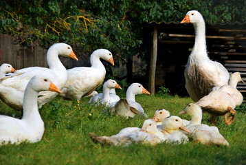 Hausgänse auf der Wiese