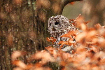Strix aluco. Wild nature. Beautiful owl photo. Autumn nature of Czech. Beautiful colors in the photo. Bird on the photo. A rare bird.He lives in Europe, except for northern areas. 