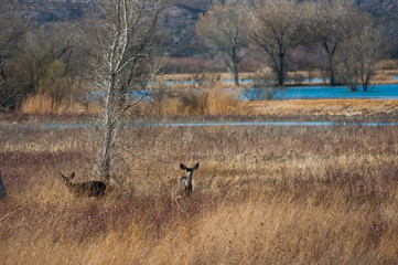 Bosque Del Apache View
