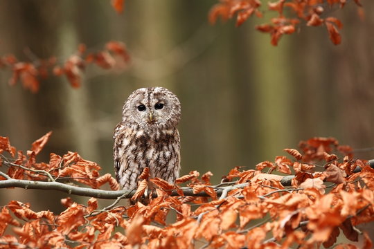 Strix aluco. Wild nature. Beautiful owl photo. Autumn nature of Czech. Beautiful colors in the photo. Bird on the photo. A rare bird.He lives in Europe, except for northern areas. 