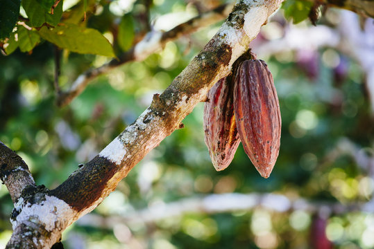 Cacao Fruit In The Peruvian Rainforest / Peru/ South America