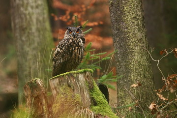 Bubo bubo. Owl in a natural environment. Wild nature of Czech. Autumn colors in the photo. Owl Photos.Owl. Photo was taken in the Czech Republic. 