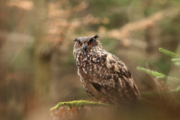 Bubo bubo. Owl in a natural environment. Wild nature of Czech. Autumn colors in the photo. Owl Photos.Owl. Photo was taken in the Czech Republic. 