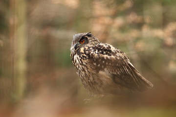 Bubo bubo. Owl in a natural environment. Wild nature of Czech. Autumn colors in the photo. Owl Photos.Owl. Photo was taken in the Czech Republic. 