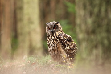 Bubo bubo. Owl in a natural environment. Wild nature of Czech. Autumn colors in the photo. Owl Photos.Owl. Photo was taken in the Czech Republic. 