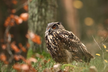 Bubo bubo. Owl in a natural environment. Wild nature of Czech. Autumn colors in the photo. Owl Photos.Owl. Photo was taken in the Czech Republic. 