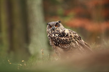 Bubo bubo. Owl in a natural environment. Wild nature of Czech. Autumn colors in the photo. Owl Photos.Owl. Photo was taken in the Czech Republic. 