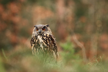 Bubo bubo. Owl in a natural environment. Wild nature of Czech. Autumn colors in the photo. Owl Photos.Owl. Photo was taken in the Czech Republic. 