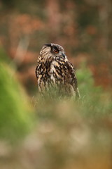 Bubo bubo. Owl in a natural environment. Wild nature of Czech. Autumn colors in the photo. Owl Photos.Owl. Photo was taken in the Czech Republic. 