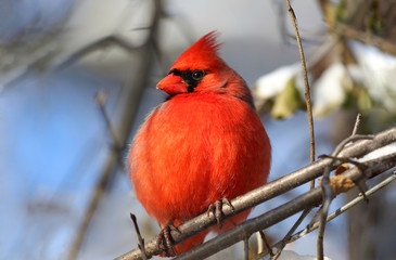 cardinal rouge sur une branche