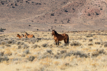 Herd of Wild Horses in the Desert