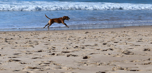 Spielender Hund am Strand