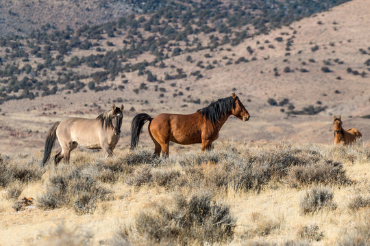 Herd of Wild Horses in the Desert