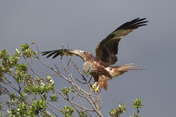 Red kite (Milvus milvus)