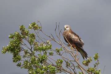 Red kite (Milvus milvus)