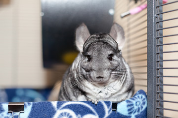Chinchilla