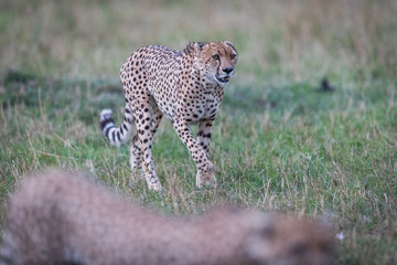 Cheetah / Gepard - Masai Mara
