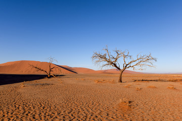 Dead tree in Sossusvlei near Sesriem in famous Namib Desert in Namibia, Africa. Beautiful red sand dunes, amongst the highest in the world, in the background.